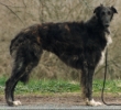 Picture of a Borzoi
