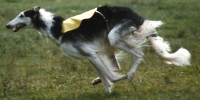 Picture of a Borzoi