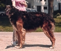 Picture of a Borzoi