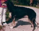 Picture of a Borzoi