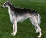 borzoi picture