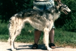 borzoi picture