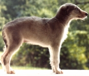 borzoi picture