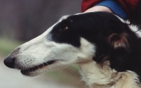 borzoi picture