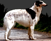 Picture of a Borzoi