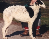 borzoi picture