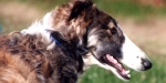 borzoi picture
