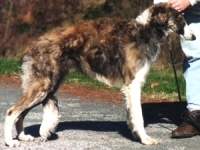 borzoi picture
