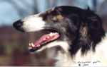 borzoi picture