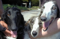 borzoi picture