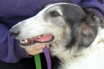 borzoi picture