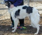 borzoi picture