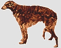 Picture of a Borzoi