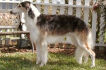 Picture of a Borzoi