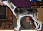 Picture of a Borzoi