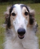 Picture of a Borzoi