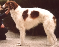 borzoi picture