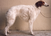 borzoi picture