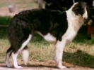 Picture of a Borzoi