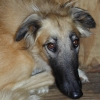 borzoi picture