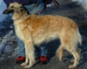 Picture of a Borzoi
