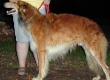 borzoi picture