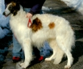 Picture of a Borzoi