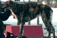 borzoi picture