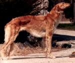 borzoi picture