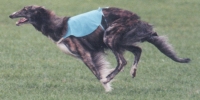 Picture of a Borzoi