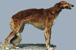 borzoi picture