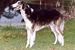 Picture of a Borzoi