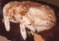 borzoi picture