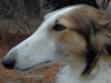 borzoi picture
