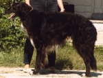 borzoi picture