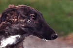 Picture of a Borzoi