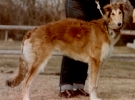 Picture of a Borzoi