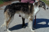 borzoi picture