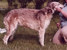 Picture of a Borzoi