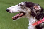 Picture of a Borzoi