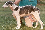 Picture of a Borzoi