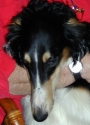 borzoi picture