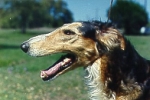 Picture of a Borzoi