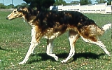 Picture of a Borzoi