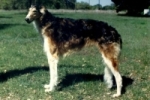 Picture of a Borzoi