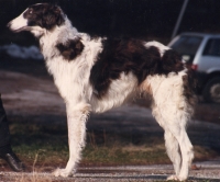 borzoi picture