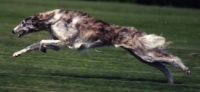 borzoi picture