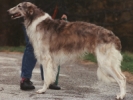 Picture of a Borzoi