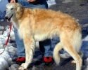 Picture of a Borzoi