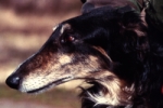Picture of a Borzoi